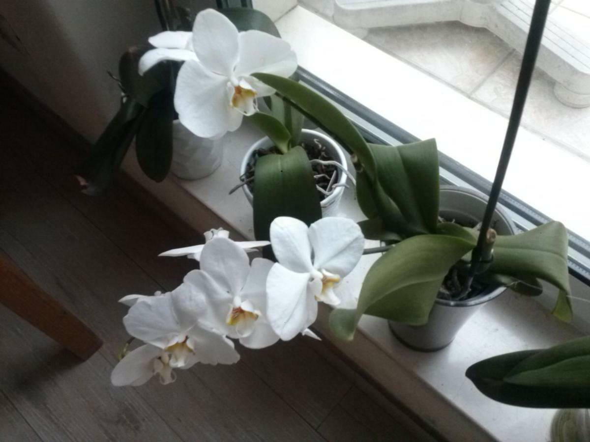 Casa Loredana Конверсано Екстериор снимка